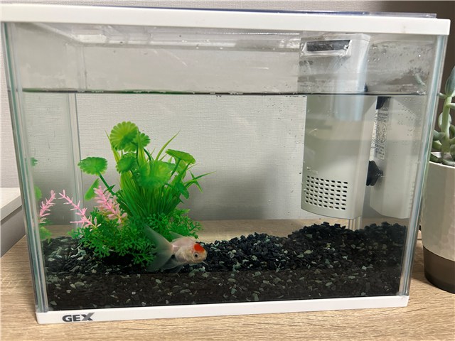 小さな水槽を泳ぐ金魚