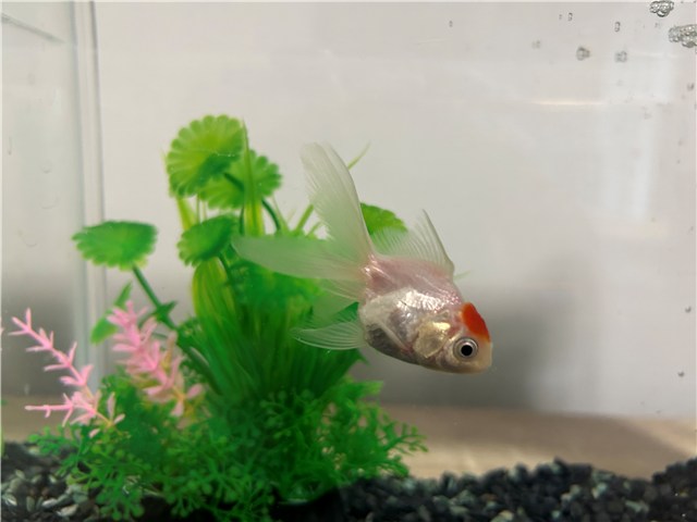 一人暮らしにおすすめのペット